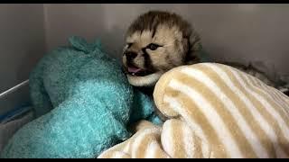 Cincinnati Zoo Cheetah Adds Cub from Another Mother to Her Litter