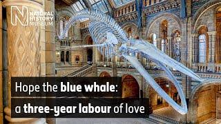 The blue whale a three-year labour of love  Natural History Museum