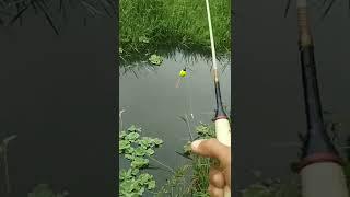 mancing wader sekali lempar langsung strike pake teknik pelampung super cantik ala youtubers