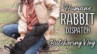 Humane Rabbit Dispatch & Butchering - Education for self-sustainability Silver Fox meat rabbits