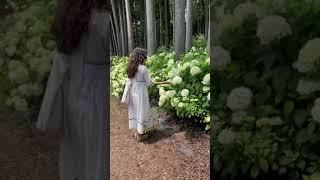 Hydrangea forest in Ibaraki Japan