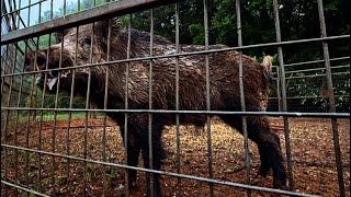 A day of boar hogs surgeries and a flat tire.