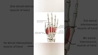 Klumpkes Palsy - Clinical anatomy