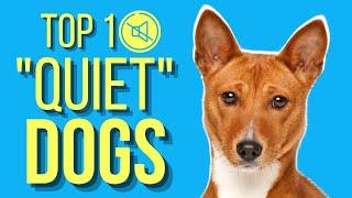 Top 10 Dogs That Dont Bark  Barkless Dog Breeds 