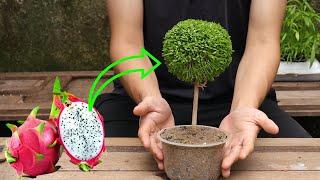 Grow A Beautiful Bonsai Tree From Just A Dragon Fruit