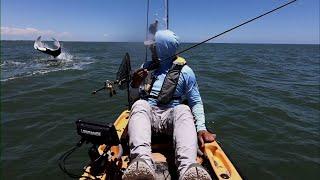 Giant Manta Ray Tails Texas Fisherman