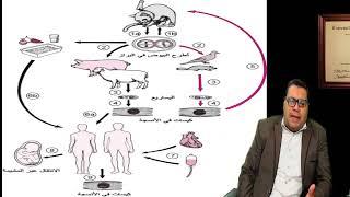 جرثومة الحمل او داء القطط وتاثيرة على الحمل والجنين وطرق الوقاية و العلاج