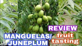 UMBARELAJUNE PLUMMANGUELAS FRUIT TASTINGREVIEW#garden #juneplum##manguelas#umbarella#hogplum