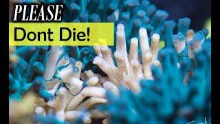 Dont make this rooky coral mistake with hard corals