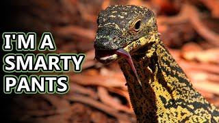 Monitor Lizard facts some smart reptiles  Animal Fact Files