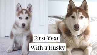 First Year with a Husky 8 weeks to 1 year