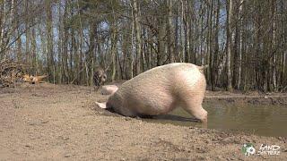 Wenn Schweine baden gehen Badetag im Schweineland 