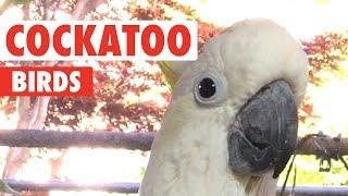 Funny Cockatoo Bird Videos Thatll Make You Chuckle  The Pet Collective