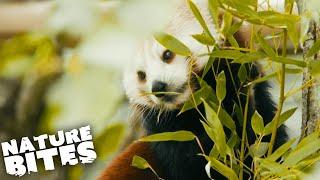 Red Pandas Move to a New Home at Longleat Zoo  FOTA Into The Wild  Nature Bites