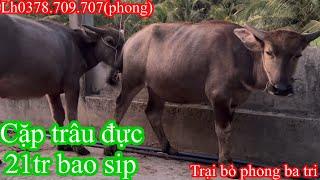 2902Trại bò phong ba tri 2 báo giá công khai tiếp tục nhé cả nhà