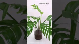 Monstera Plant with Hydroton Clay Pebbles #youtubeshorts #shorts #shortvideo