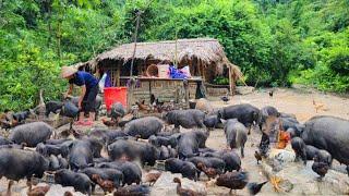 Lulu diligently takes care of the wild pigs feeds them to fatten them and develops the economy