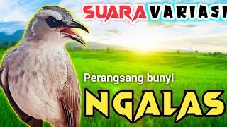 Suara PIKAT burung TRUCUKAN suara variasi NGALAS untuk perangsang bunyi burung trucuk biar gacor