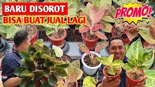 BARU DISOROT‼️ Aglonema Harga Rebutan Bisa buat jual lagi  602