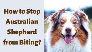 When Do Australian Shepherd Puppies Stop Biting And How Can I Stop It?