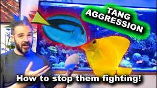 Tang Aggression - How to stop them fighting