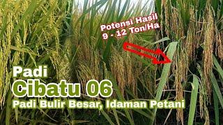 Padi Cibatu 06 Bulir Besar Idaman Petani Produksi 9 - 12 TonHa 