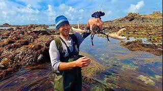 Massive Lobsters on Extremely low Tide   Amazing Foraging Adventure - Catch and Cook