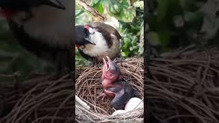 TEREKAM JELAS BAYI BURUNG TERSEDAK BELALANG.