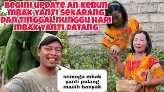 BEGINI UPDATE AN KEBUN MBAK YANTI SEKARANG GIMANA YA REAKSI MBAK YANTI NANTI