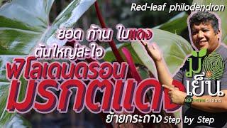 ฟิโลเดนดรอนมรกตแดง ยอดแดง ก้านแดง หน้าแดง เลี้ยงง่าย ต้นใหญ่สะใจ Red-leaf philodendron