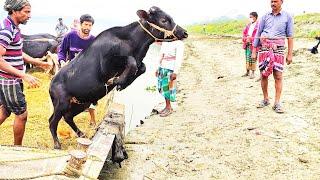 Cow unloading from river side