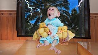 Monkey Su smart protects ducklings scared when of thunder rain