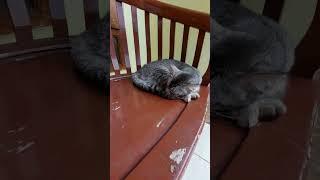 Viral  Kompaknya Gaya Tidur Kucing   #kucing #cat #funnycat