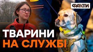 Хвостаті РЯТІВНИКИ як СОБАКИ допомагають ШУКАТИ ЛЮДЕЙ під завалами