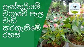 ඇන්තුරියම් වගාවේ පැල නිවැරදිව වෙන්කරගන්නා ආකාරය Anthuriyam wagawe pala niweradiwa wenkaraganima