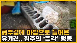 밥 좀 주세요.. 마당으로 들어온 유기견.. 밥 대신 집주인이 한 행동