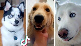 Cutest ANIMAL Videos Ever  Best Compilation of Funny PETS 