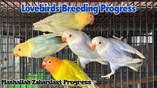 Lovebirds Breeding Progress  2024
