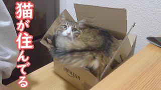 Amazonから可愛すぎる猫が届きました【保護猫／ダックス】