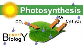 Photosynthesis in detail