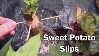 How To Start Sweet Potato Slips And Grow Them Year After Year Forever