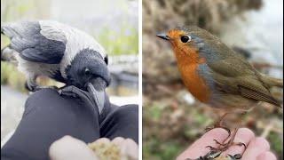 Hand Feeding Birds Crow Pigeon Robin