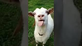 #коза-дереза#nice goat#Ziege#ヤギ#chèvre#معزة#山羊@თხა#बकरी#keçi#get#animal#nature@ছাগল#con dê#बाख्रा