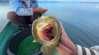 Notorious Fish at lake lanao  Mga nakakatakot na isda sa lawa part-1 60spf-4k video