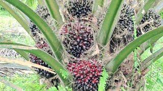 panen kelapa sawit rotasi 2 Minggu PPKS 239