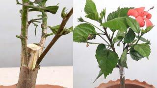 Multiple flowers grafting on a single hibiscus plant