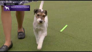 Parson Russell Terriers  Breed Judging 2023