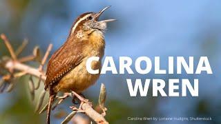 Carolina Wren Song