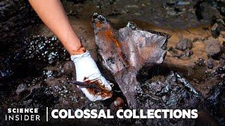 How 4 Million Fossils Are Extracted From Tar At La Brea Tar Pits  Colossal Collections