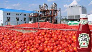 How Tomato Ketchup Is Made  Tomato Harvesting And Processing to Ketchup  Food Factory